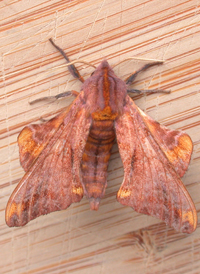 Small-eyed Sphinx